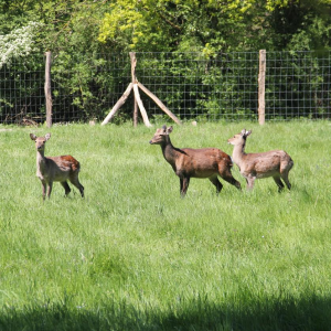 Hébergement insolite en Auvergne-Rhône-Alpes, avec des cerfs dans un champ verdoyant.