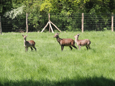 Hébergement insolite en Auvergne-Rhône-Alpes, avec des cerfs dans un champ verdoyant.