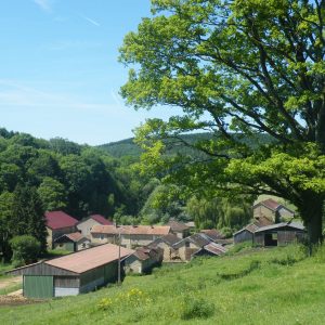 Hébergement insolite en pleine nature, avec des chalets au milieu des arbres verdoyants.