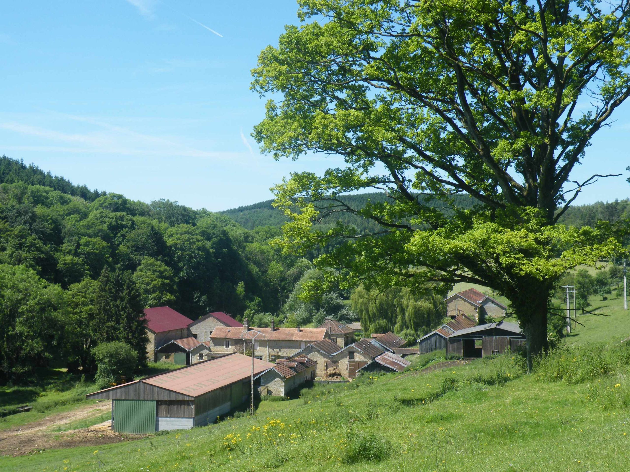 kotas etang 193 Hébergement insolite en pleine nature, avec des chalets au milieu des arbres verdoyants.