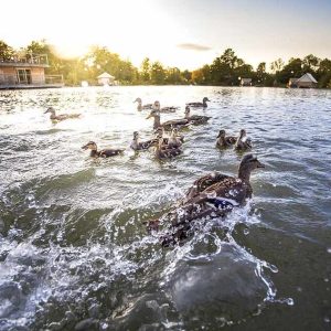 Hébergement insolite en Auvergne-Rhône-Alpes, avec des canards nageant au coucher du soleil.