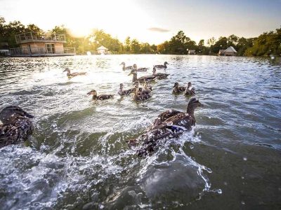 Hébergement insolite en Auvergne-Rhône-Alpes, avec des canards nageant au coucher du soleil.