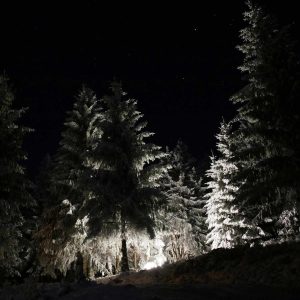 Hébergement insolite en forêt, illuminé par des lumières douces sous un ciel étoilé.