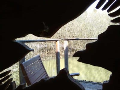 Cabane sur pilotis en Nouvelle-Aquitaine, vue sur la nature à travers une découpe artistique.