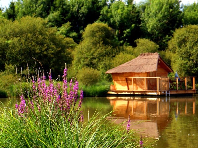 Cabane sur pilotis au bord dun lac, entourée de verdure et de fleurs violettes.
