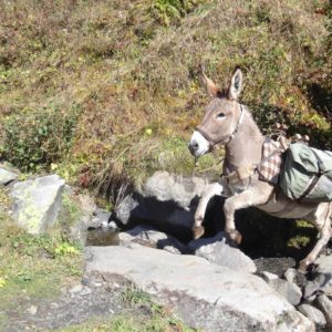 location-ane-de-portage-traversee-de-ruisseau