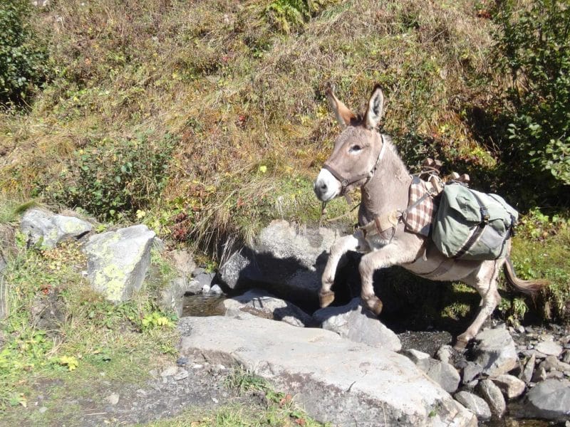 Âne de bât traversant un ruisseau, hébergement en pleine nature.