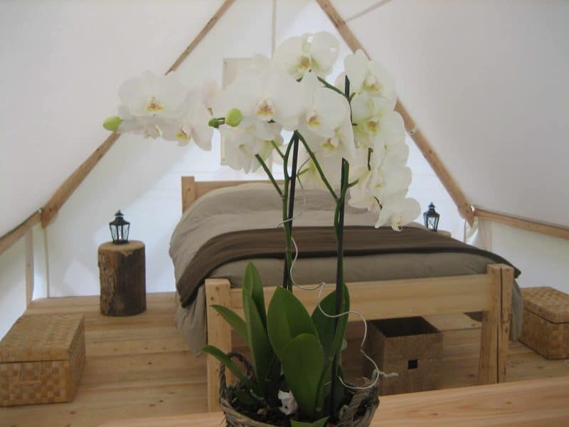 Tente de glamping en Auvergne-Rhône-Alpes, avec lit en bois et orchidées blanches.