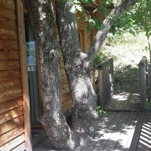 Cabane en bois intégrée à un arbre, entourée de verdure en Provence-Alpes-Côte dAzur.