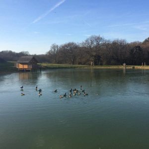 Cabane flottante en Île-de-France, entourée de canards sur un étang paisible.
