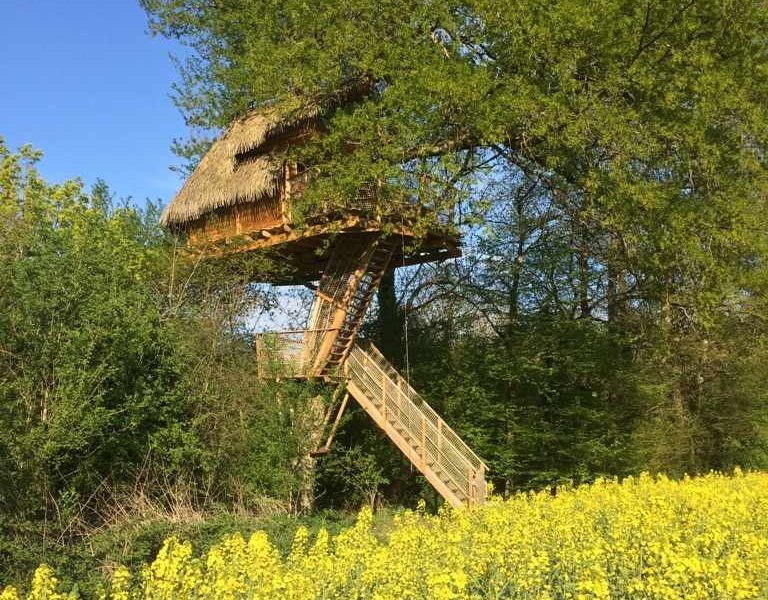 Cabane perchée dans un arbre, entourée de champs de colza en fleurs.