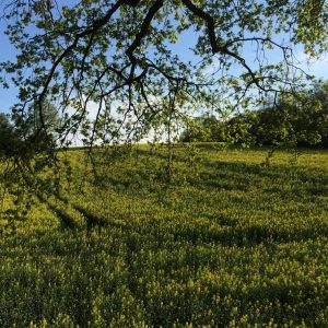 Hébergement insolite en pleine nature, avec un champ de fleurs jaunes sous un ciel bleu.