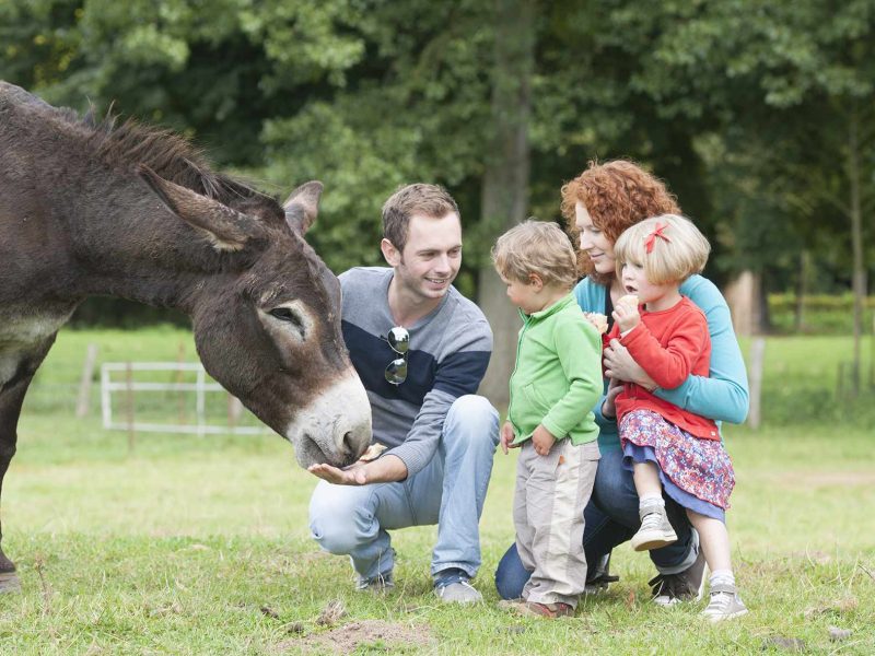 Gîte familial en pleine nature, avec des enfants interagissant avec un âne.