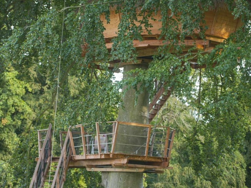 Cabane perchée dans un arbre, entourée de verdure, avec une échelle en bois.