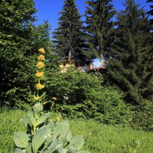 Cabane perchée en pleine nature, entourée de sapins majestueux et dune verdure luxuriante.