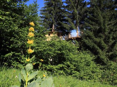 Cabane perchée en pleine nature, entourée de sapins majestueux et dune verdure luxuriante.