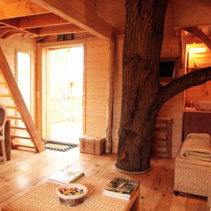 Cabane en bois avec un arbre traversant, ambiance chaleureuse et lumineuse.