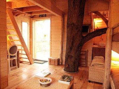 Cabane en bois avec un arbre traversant, ambiance chaleureuse et lumineuse.
