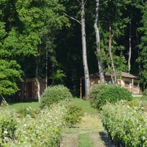 Hébergements insolites en pleine nature, entourés de vignes verdoyantes.