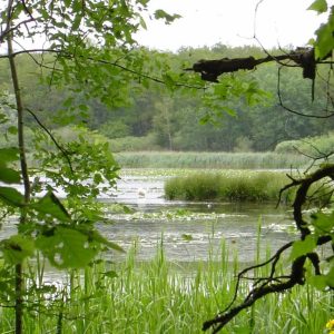Hébergement insolite en pleine nature, entouré de verdure et dun étang paisible.