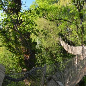 Cabane dans les arbres en Midi-Pyrénées, perchée au milieu dune verdure luxuriante.