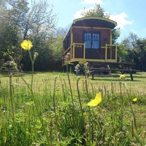 Charmante roulotte colorée entourée de fleurs sauvages au Centre.