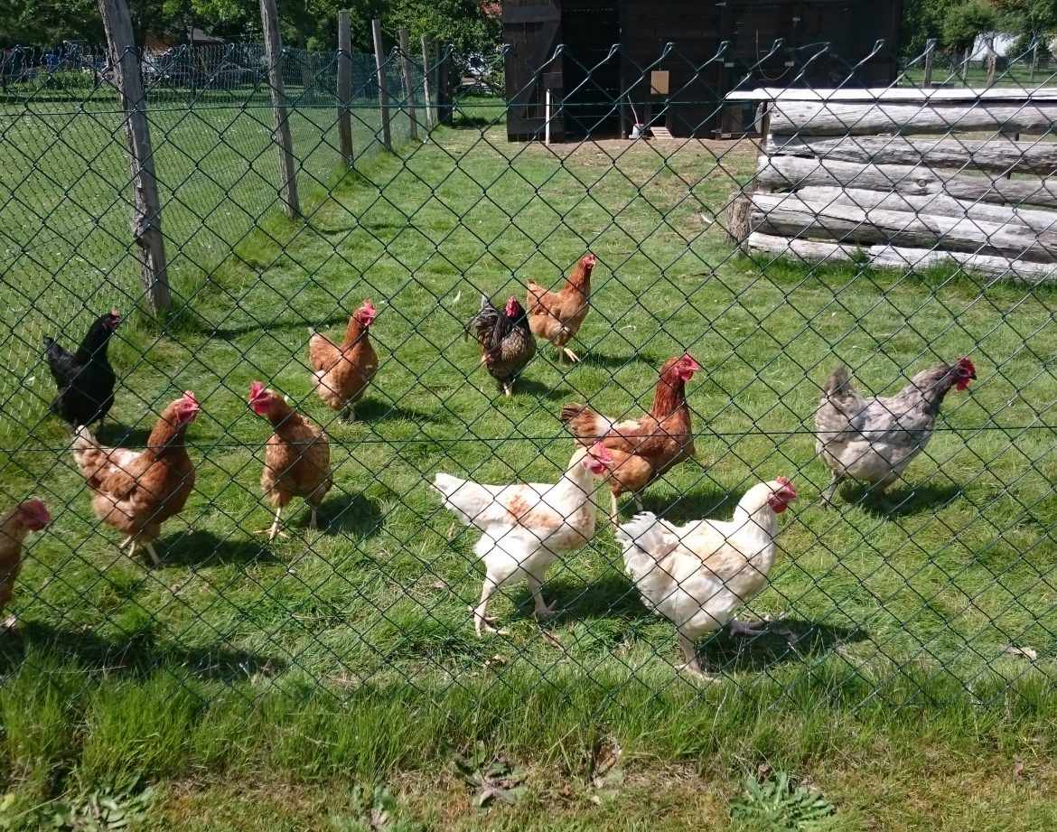Hébergement insolite en Centre : poules en liberté dans un cadre verdoyant.