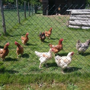 Hébergement insolite en Centre : cabane en bois entourée de poules en liberté.