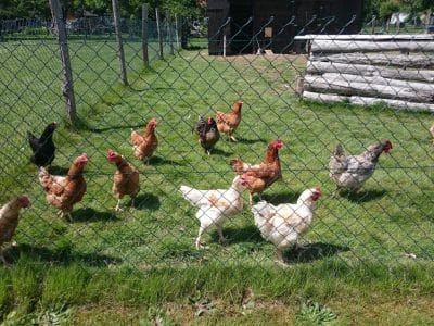 Hébergement insolite en Centre : poules en liberté dans un cadre verdoyant.