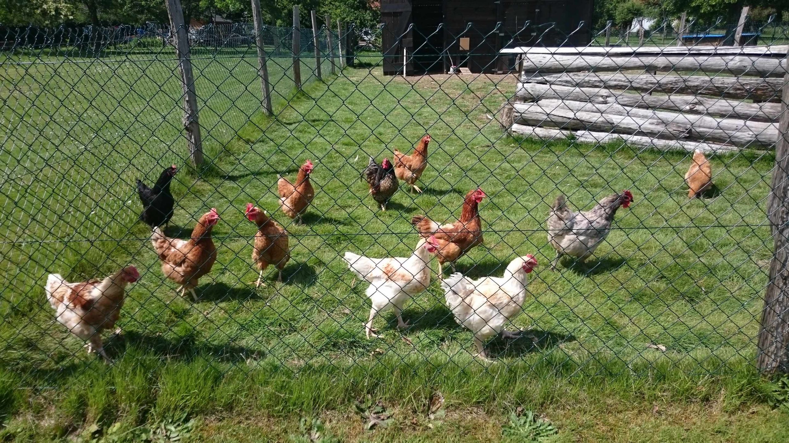 DSC_2331 Hébergement insolite en Centre : poules en liberté dans un cadre verdoyant.