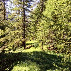 Hébergement insolite en pleine nature, cabane en bois entourée de sapins verdoyants.