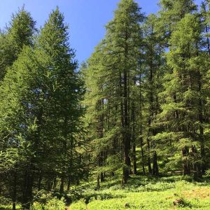 Hébergement insolite en cabane dans les arbres, entouré de sapins verdoyants.