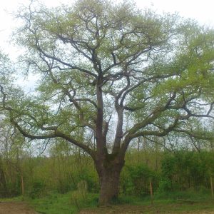 Hébergement insolite en cabane dans un arbre, entouré de verdure luxuriante.