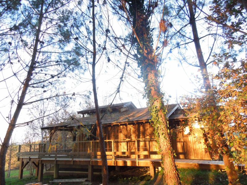 Cabane en bois entourée darbres, offrant une ambiance naturelle et chaleureuse.