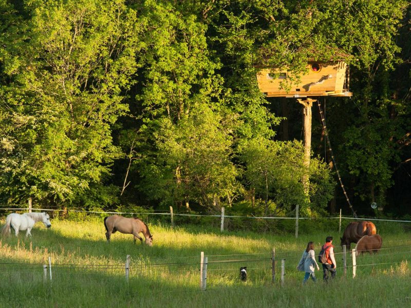 Cabane perchée en Bretagne, entourée de chevaux dans un cadre verdoyant.