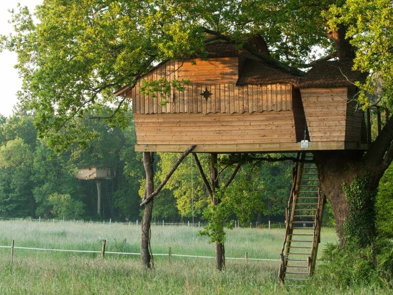 Cabane perchée en bois dans un arbre, entourée de verdure en Bretagne.