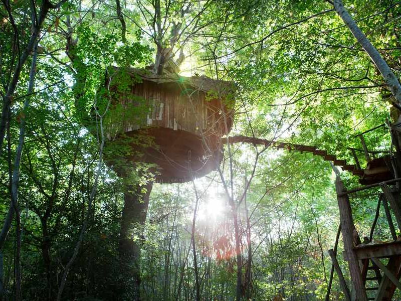 Cabane dans les arbres, perchée au milieu dune forêt verdoyante, lumière filtrante.