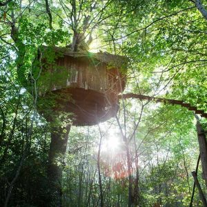 Cabane perchée dans les arbres, entourée de verdure et baignée de lumière.