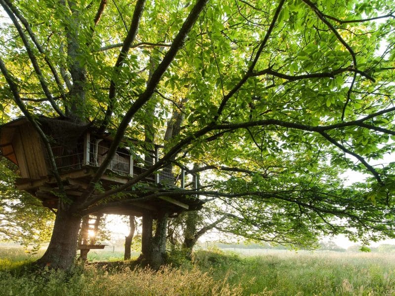 Cabane perchée dans un arbre, entourée de verdure et baignée de lumière douce.