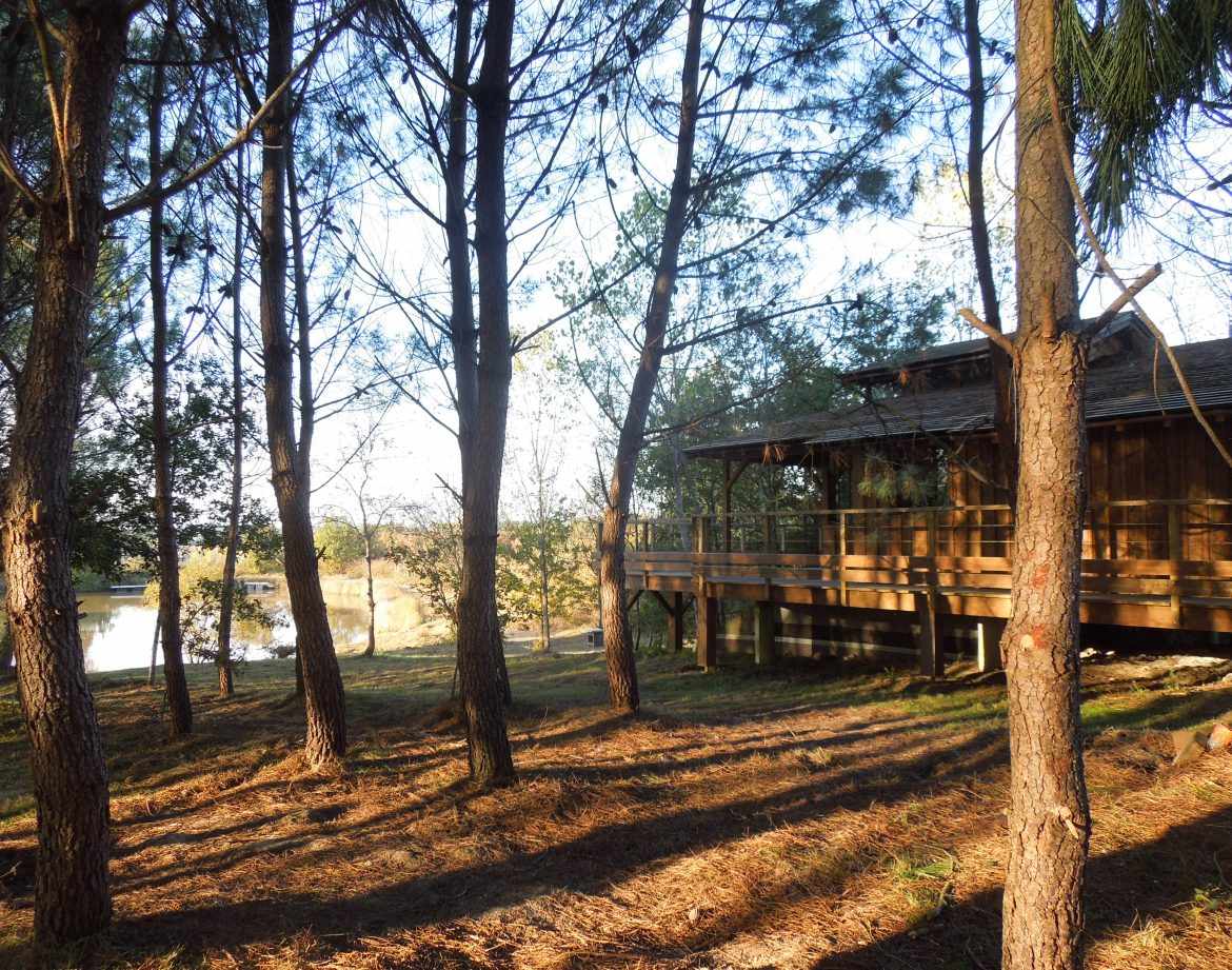 Cabane en bois au bord de leau, entourée de pins majestueux en Aquitaine.