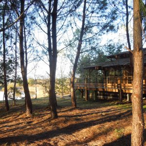Cabane en bois au bord de leau, entourée de pins majestueux en Aquitaine.