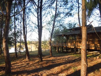 Cabane en bois au bord de leau, entourée de pins majestueux en Aquitaine.