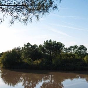 Hébergement insolite en Aquitaine, au bord dun lac paisible entouré de verdure.