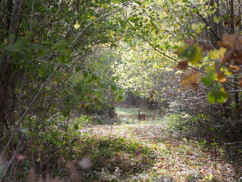 Hébergement en pleine nature, entouré darbres verdoyants et dun chemin paisible.