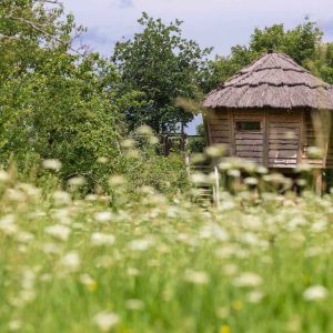 Cabane perchée en bois avec toit de chaume, entourée de fleurs sauvages.