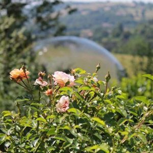 Bulle transparente au milieu de la nature, entourée de fleurs colorées en Auvergne.