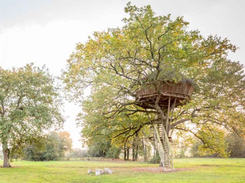 Cabane dans les arbres, perchée sur un grand chêne, entourée de verdure.