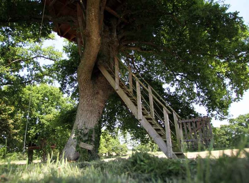 Cabane dans un arbre avec un escalier en bois, entourée de verdure luxuriante.