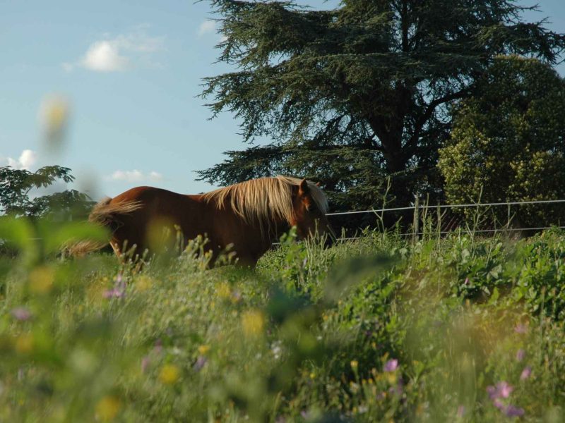 Chalet rural entouré de verdure, avec un cheval paissant paisiblement.