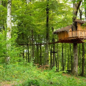 Cabane perchée dans les arbres, entourée de verdure luxuriante en Champagne-Ardennes.